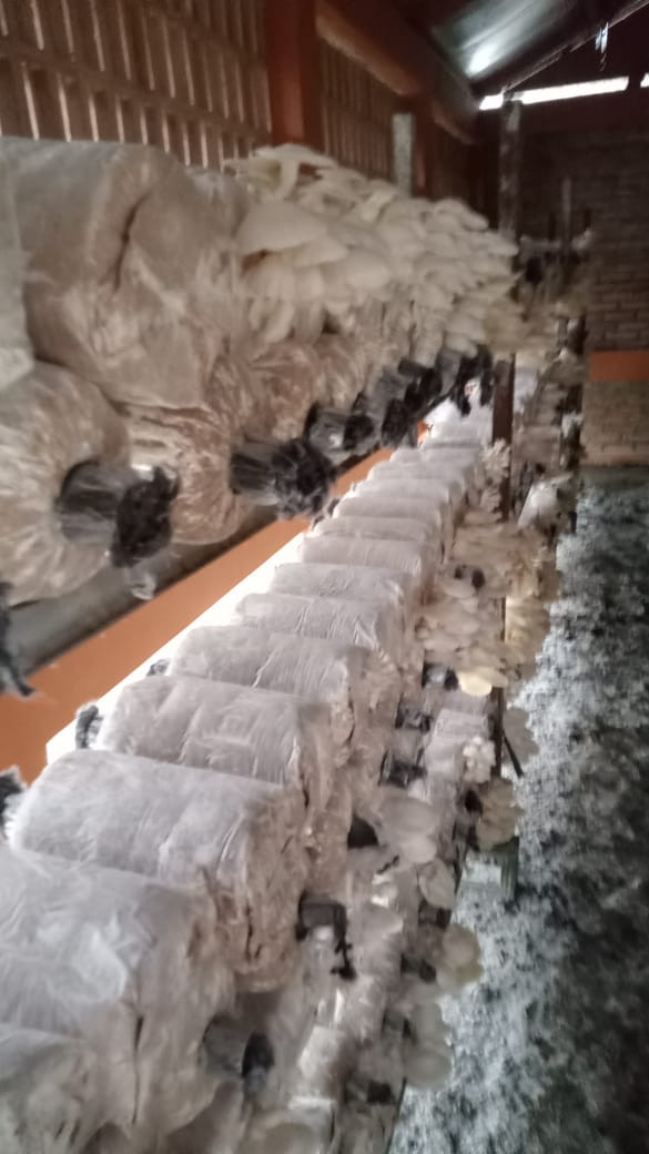 Piket dan Panen KWT Sumber Rejeki