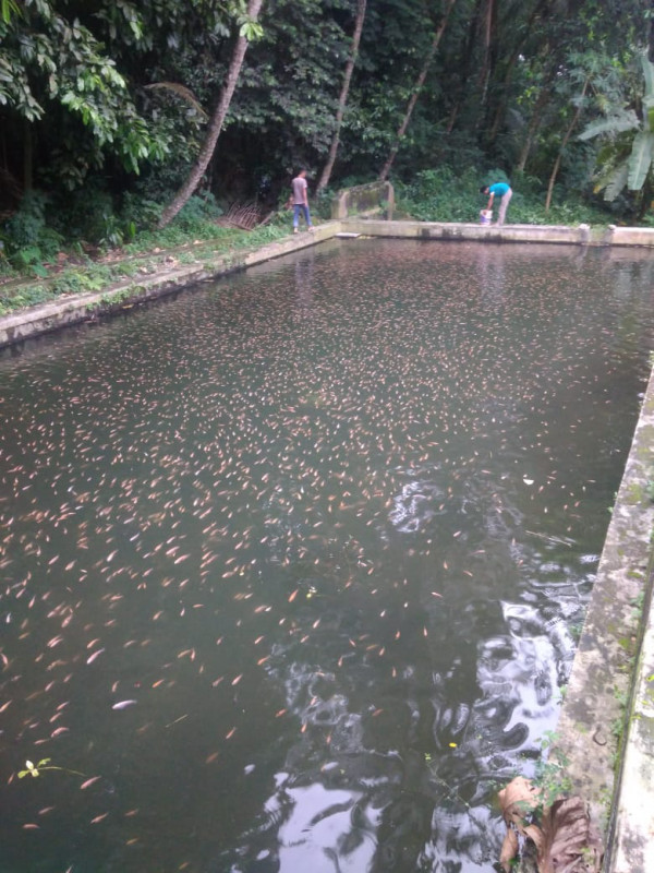 Perikanan Kelompok Karang Taruna Sorasan