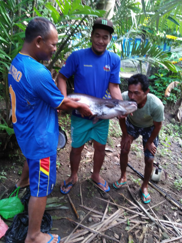 Kelompok ikan Mino Sarana Mandiri