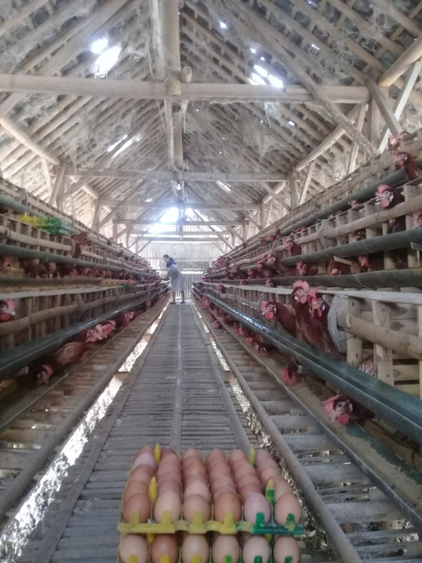 Peternakan ayam petelur