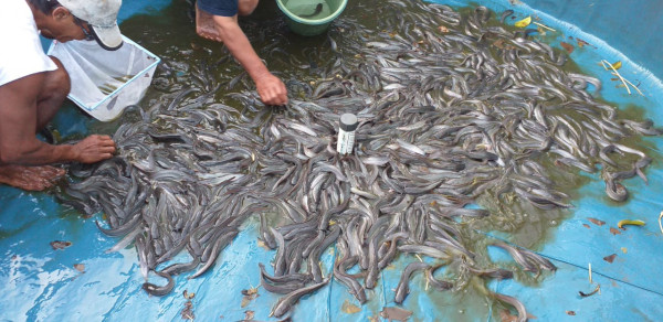 Perikanan Mino sarana Mandiri