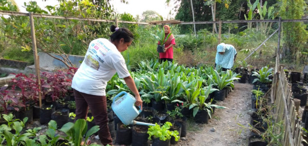 Toga dan Sayur Taman Dasawisma Sakura