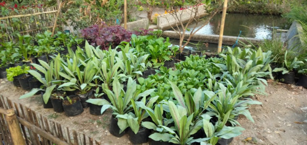 Perkebunan dasa Wisma Rt 1