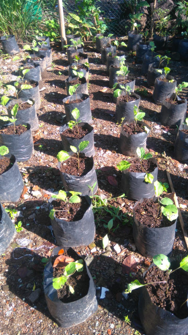 Taman Toga Dan sayur