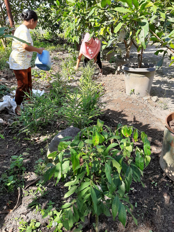 Merawat Tanaman Toga