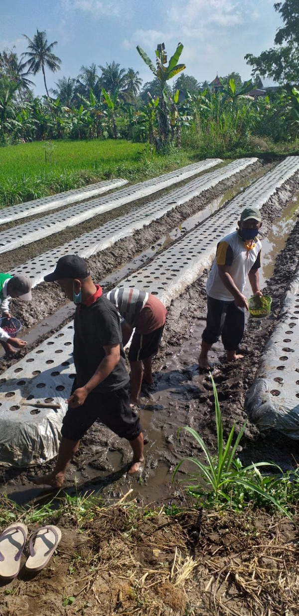 Penanaman Bawang Merah
