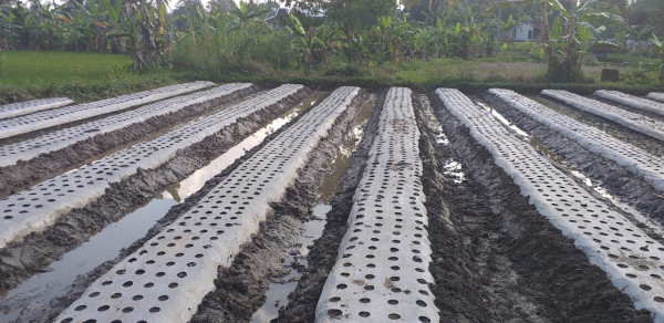 Penanaman Bawang Merah