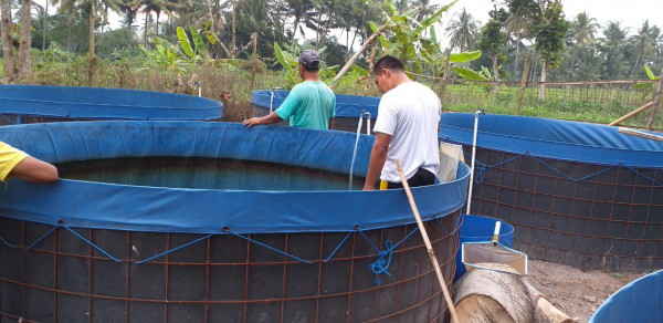 Memanen ikan lele di kolam bioflok