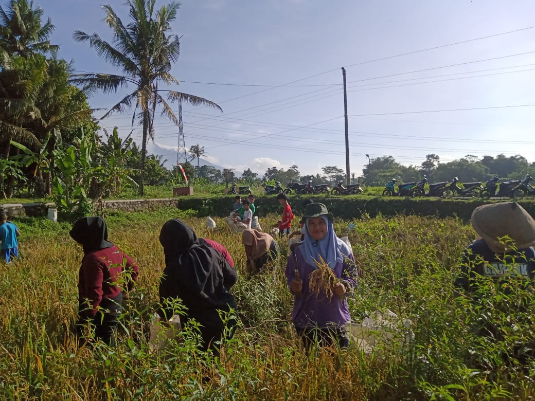 panen padi karang taruna