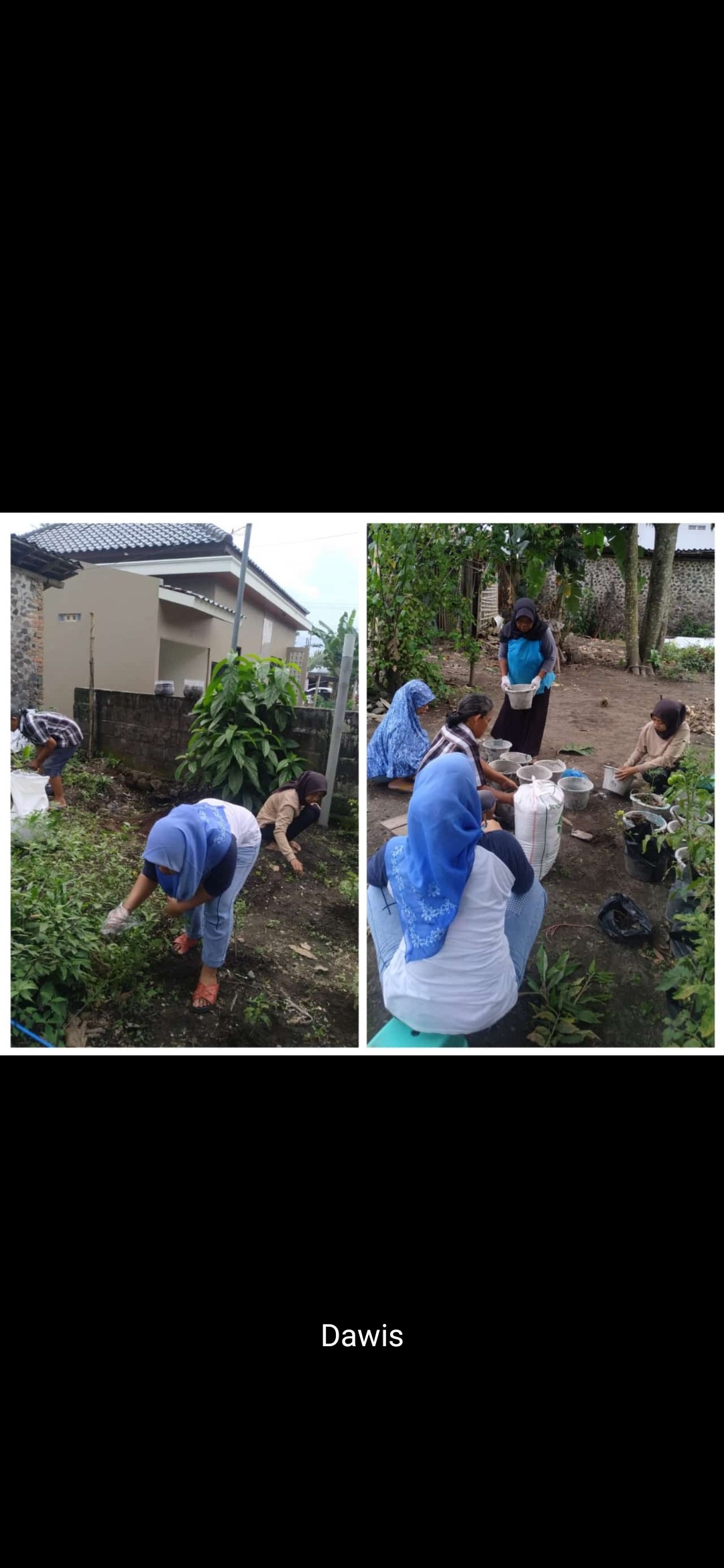 Penanaman Toga Dawis MelOn Koroulon Lor