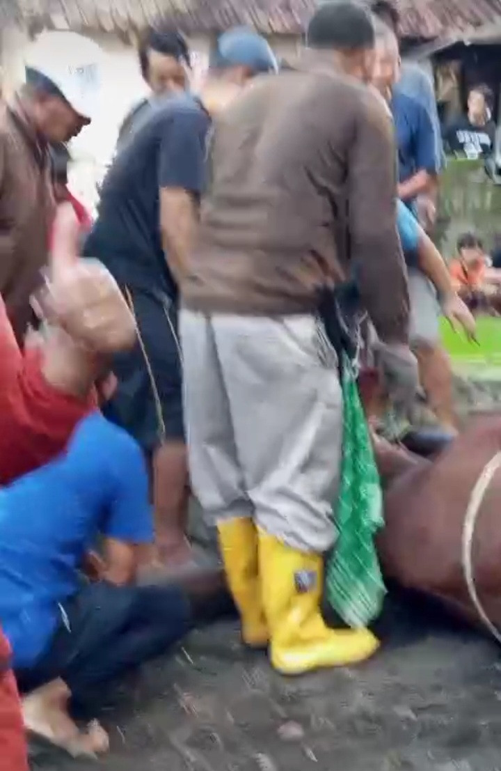 Penyembelihan hewan Kurban Dalem