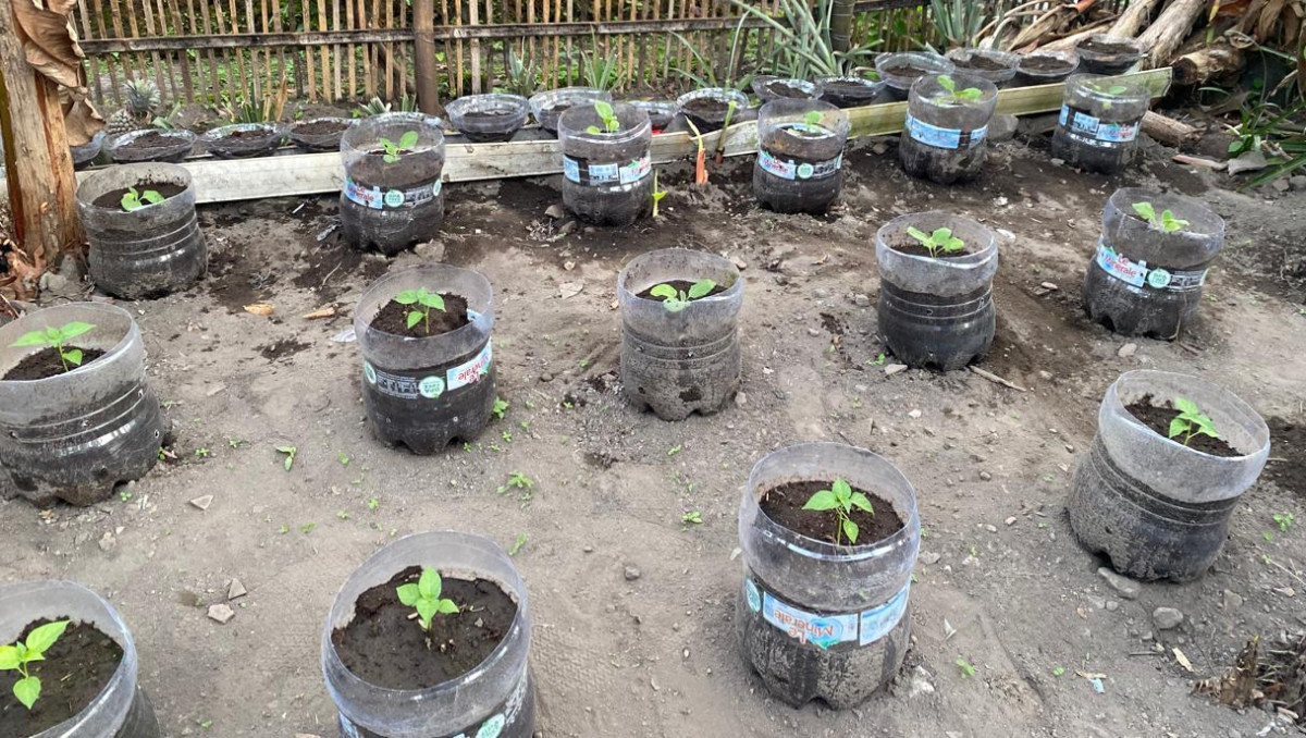 Tanaman cabai yang ditanam oleh ibuibu warga kalijeruk 1