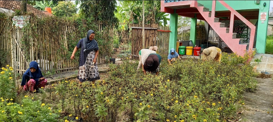 Ngrombak tanaman kenikir di KWT Kwadungan