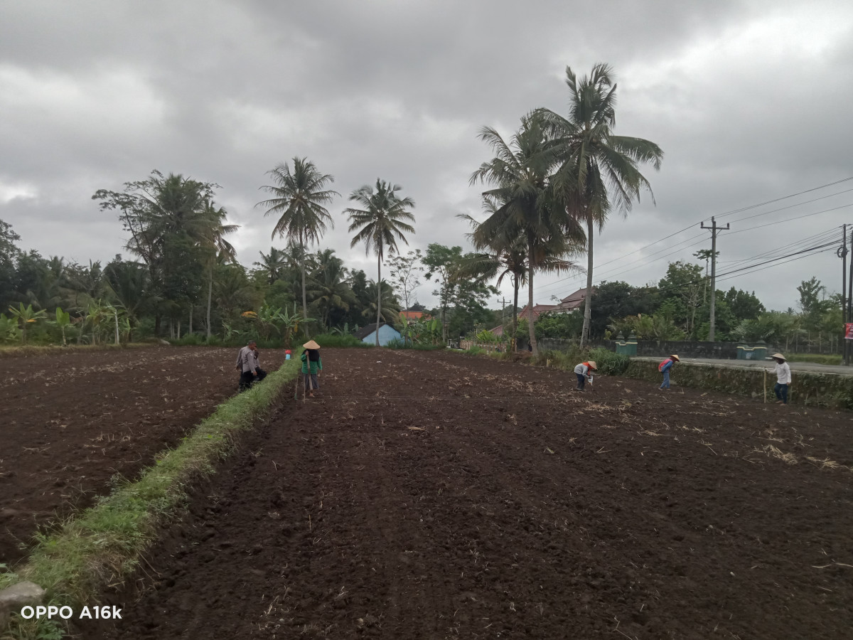 Penanaman Jagung dengan polsek Ngemplak dalam kegiatan ketahanan pangan
