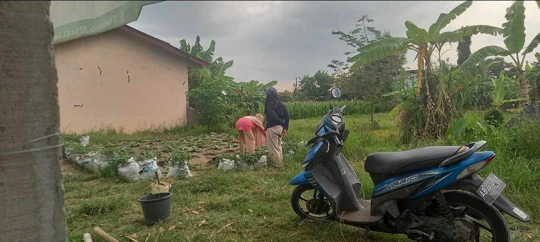 Kerjabakti ibu-ibu KWT Mekar Lestari Kwadungan