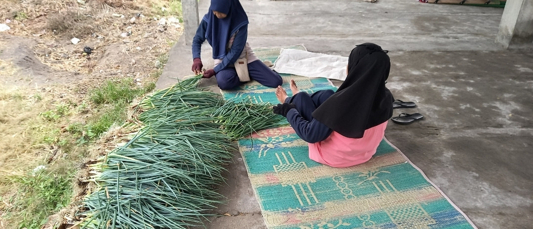 Panen loncang di KWT Mekar Lestari Lwadungan