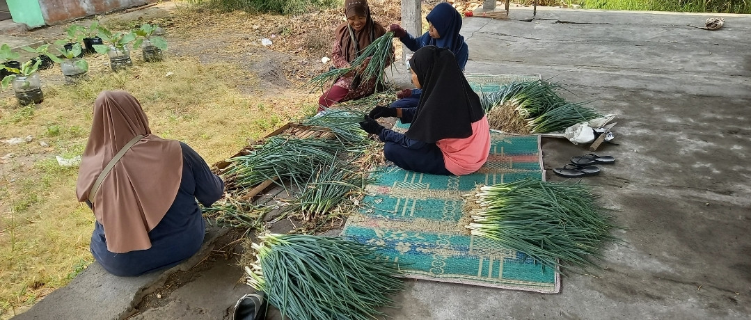 Panen Loncang KWT Mekar Lestari Kwadungan