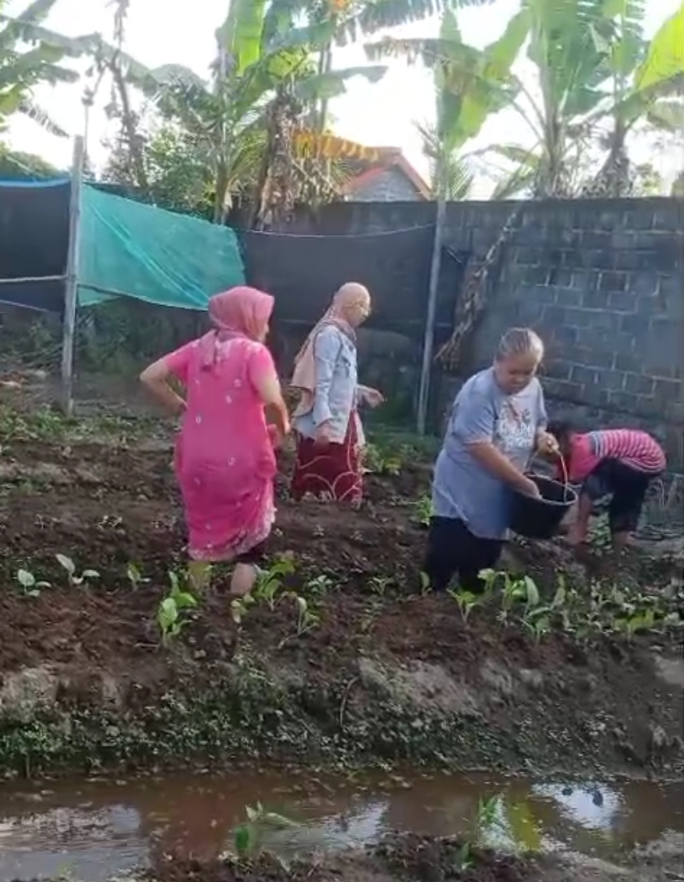 membuat kebun sayur di kalijeruk 1