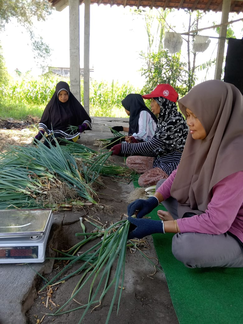 Panen Loncang KWT Mekar Lestari Kwadungan