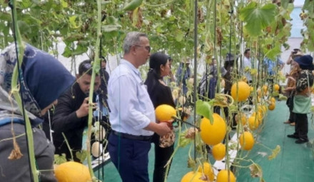 Petik melon ( ngalian )