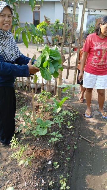 Kebun pangan dawis 2 dusun jangkang