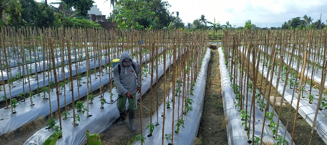 Kegiatan di Lumbung Mataraman di dusun Kwadungan