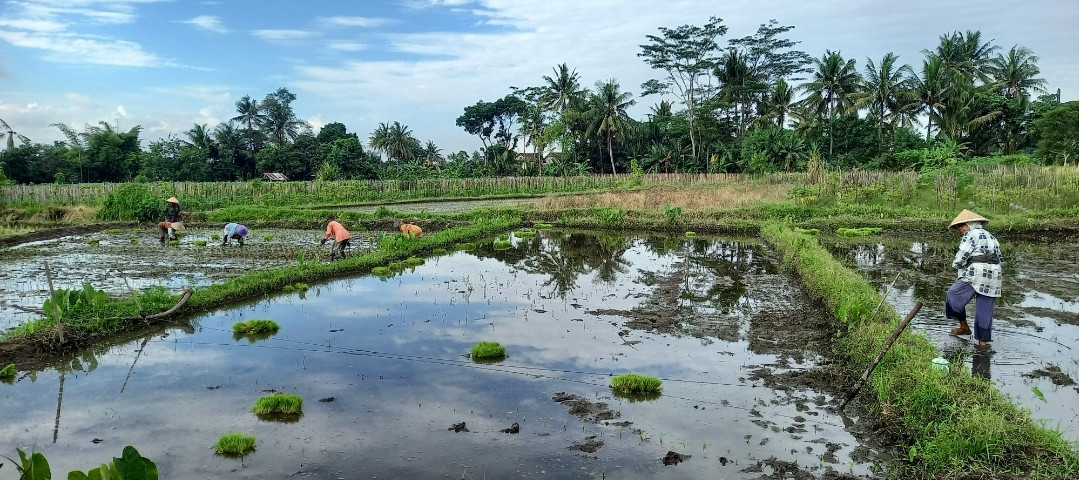 Tabdur tanaman padi di lumbung mataraman dusun Kwadungan