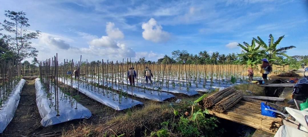 Memupuk dengan cara pengocoran pada tabaman lombok di lumbung mataraman dusun Kwadungan