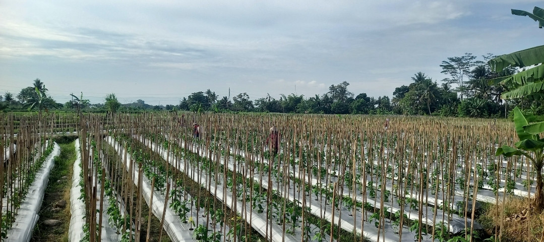 Memupuk tanaman lombok di Lumbung Mataraman di dusun Kwadungan