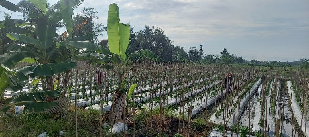 Memupuk tanaman lombok di Lumbung Mataraman dusun Kwadungan