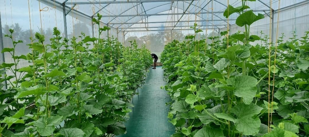 Pemeliharaan tanaman melon di Greenhouse Lumbung Mataraman dusun Kwadungan