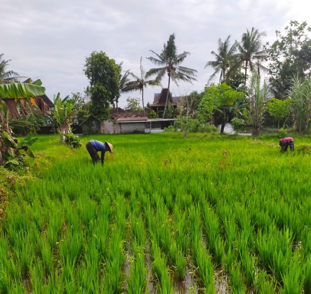 Matun rumput pada tanaman padi di lumbung mataraman dusun Kwadungan