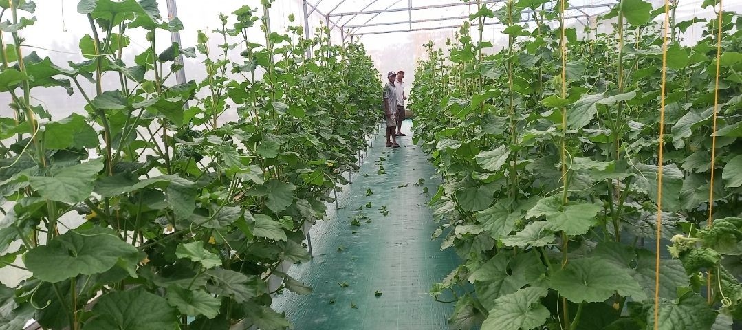 Pemelihaeaan tanaman melon di  Geenhouse Lumbung Mataraman dusun Kwadungan