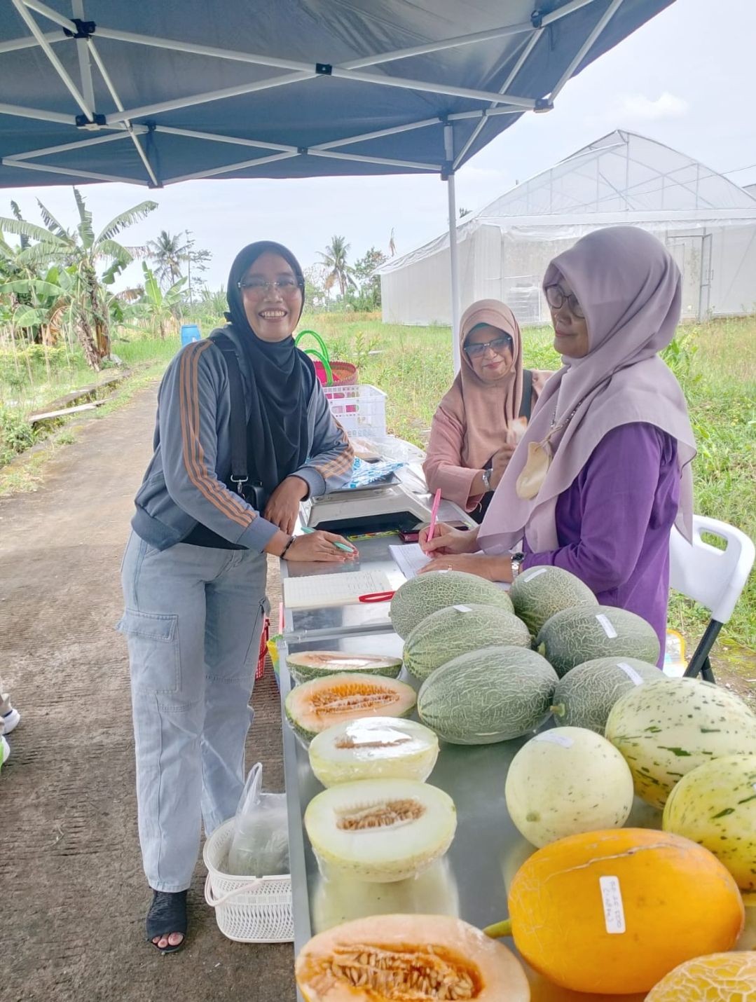 Wisata petik melon di lumbung mataraman dusun Kwadungan