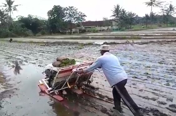 Persiapan tanam padi ( ngalian )