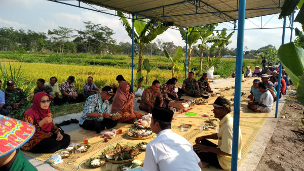 Wiwitan dan ubinan padi