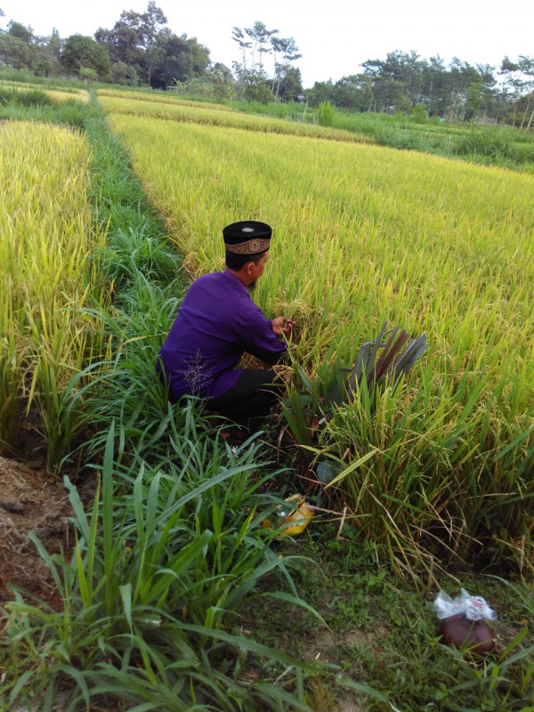 simbolis pemetikan padi