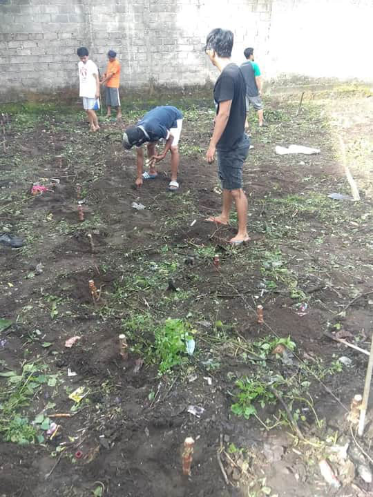 proses penanaman ketela