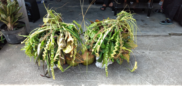 Wujud dari kembar mayang, bisa 2, bisa juga jumlahnya 4