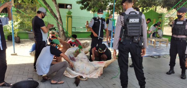 Penyembelihan Hewan Qurban