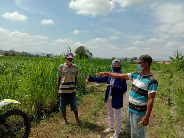 pendataan areal persawahan padukuhan malangrejo untuk mengetahui nama pemilik, penggarap, jenis tanaman,pupuk juga keluasan lahan .