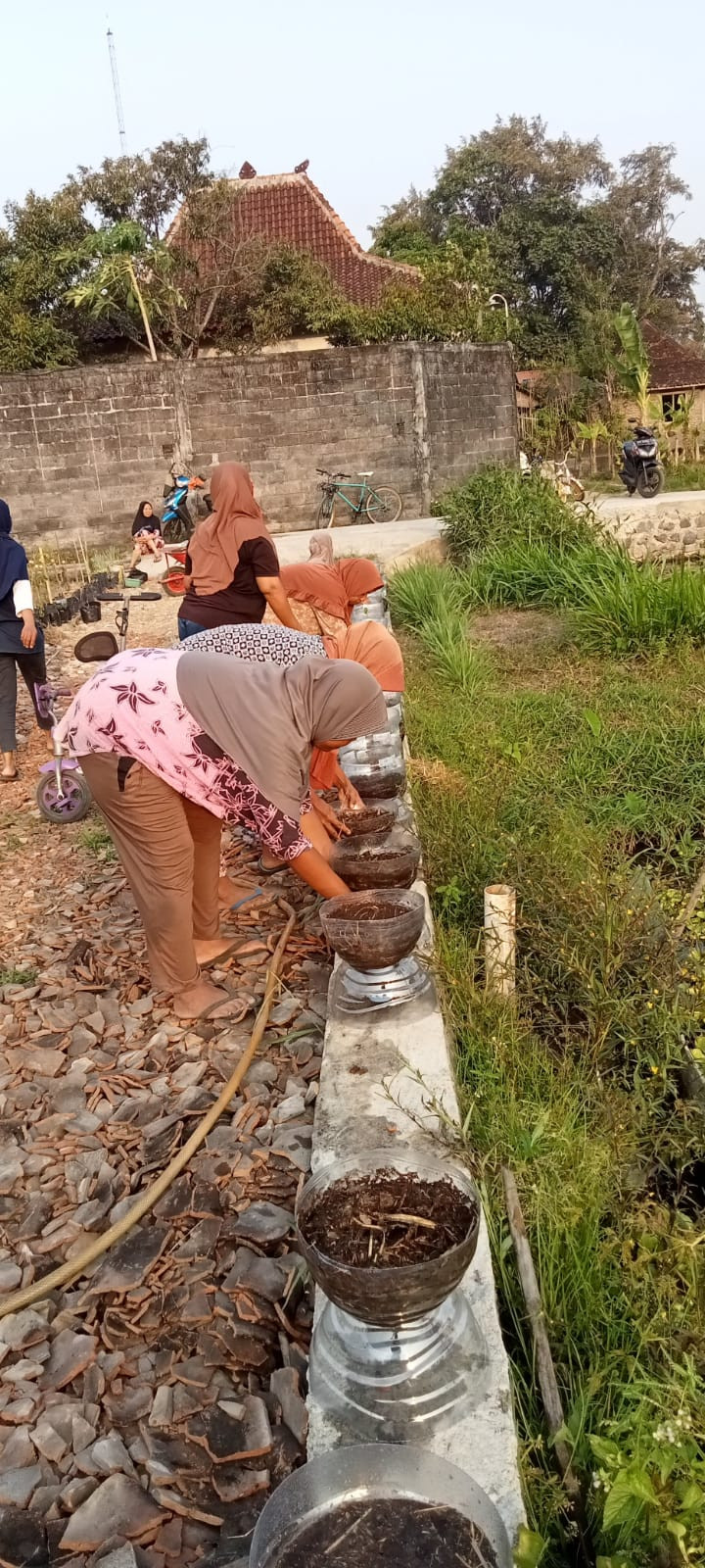 Menanam bersama Dawis matahari RT 5 Padukuhan Bakungan