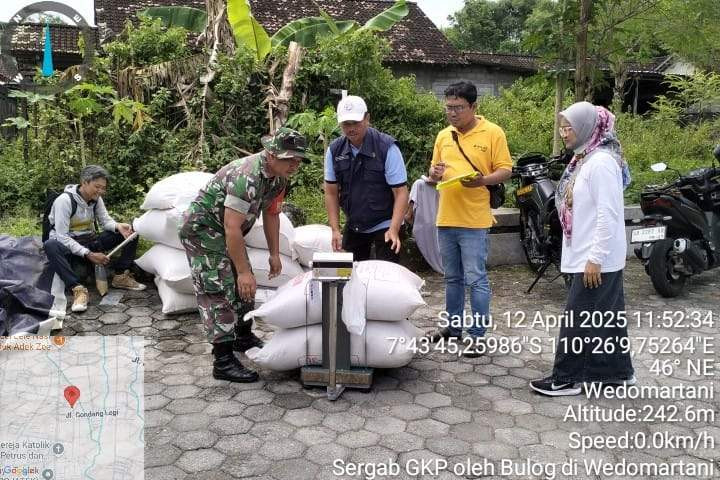 Fasilitasi Penjualan Gabah Bulog dibantu Babinsa - Kal Wedomartani