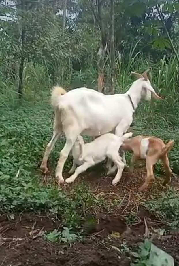 Menggembala kambing jawa saren