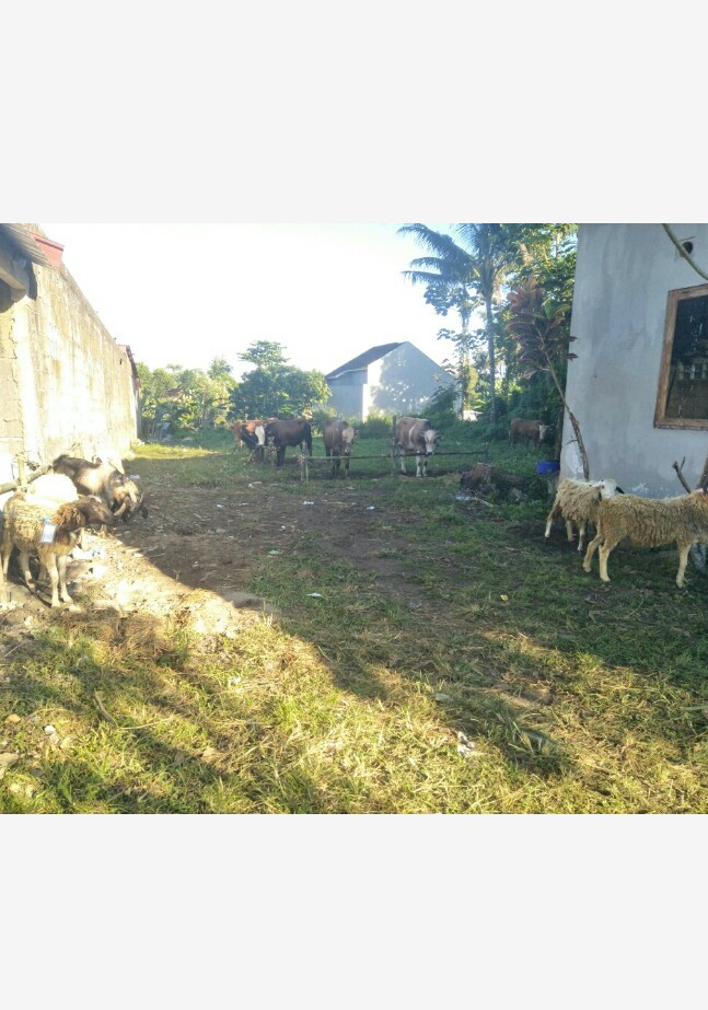 Penyembelihan hewan qurban 1446H saren