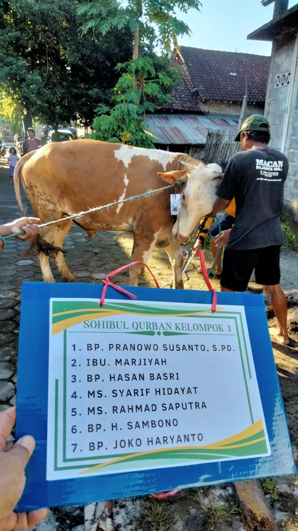 Penyembelihan  hewan kurban sapi padukuhan tonggalan