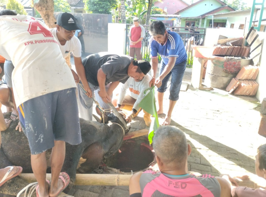 Penyembelihan Hewan Kurban Masjid Al-Amin Pokoh