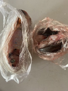 Pelayanan pengambilan PMT pecah ranting di Sanggrahan