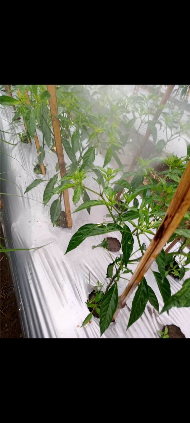 Menanam cabe persawahan Demangan