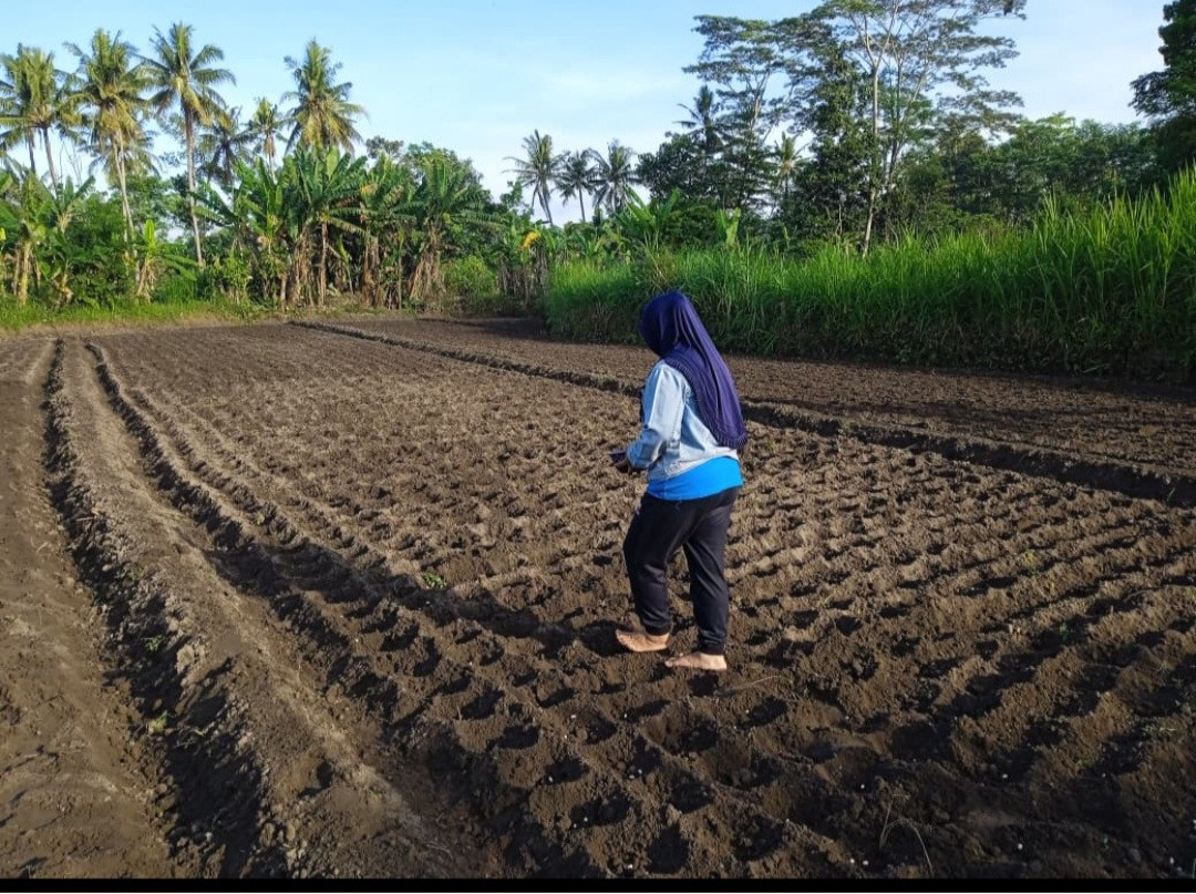 Penanaman Kacang Tanah Oleh Warga RT 02 Pokoh